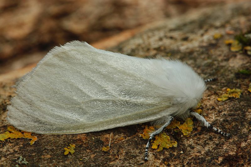 Pajulainelane