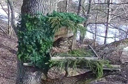 Emaslind keerab muna, mida aga paraku näha ei ole vaid tuleb vanalinnu tegevuste järgi otsustada