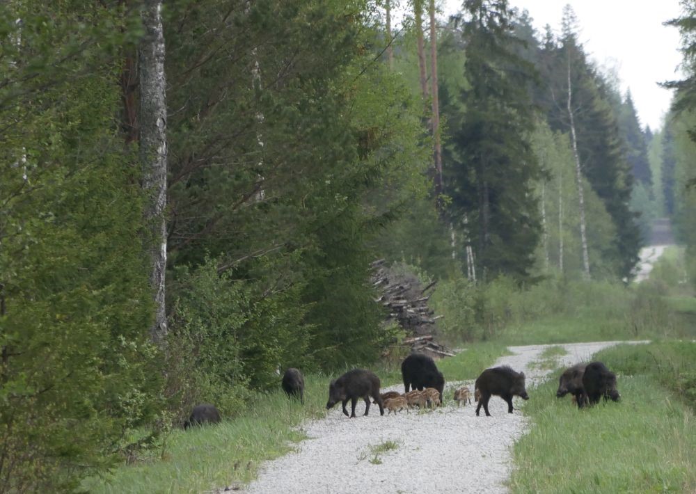 emis põrsastega