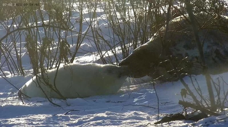 Veebikaamera tänahommikune kuvatõmmis 