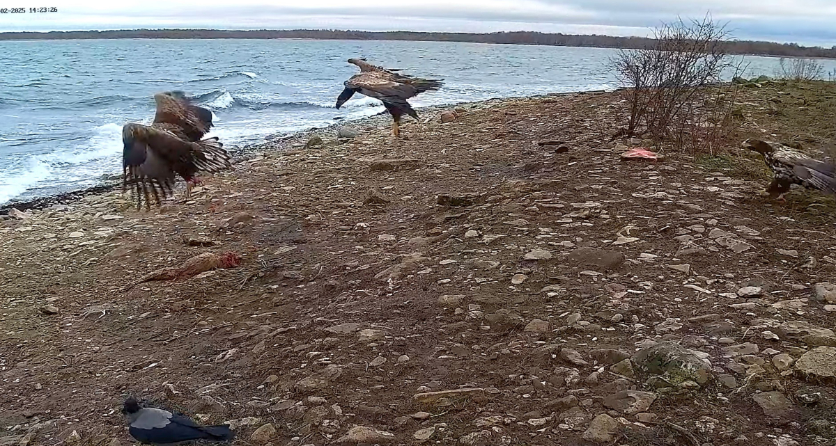 Seal Watching Camera 2025