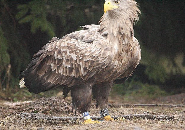 Jälle me ei suutnud Illimari näo järgi ära tunda, aga rõngad tema jalas andsid õige vihje. Illimar on praeguseks täiesti täiskasvanud merikotka väljanägemisega. 