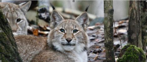 ilves