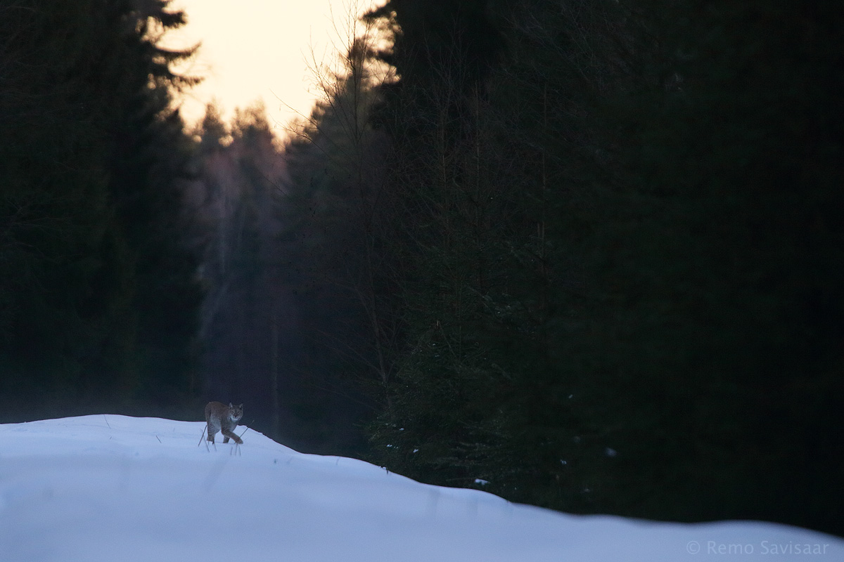 ilves lahkub
