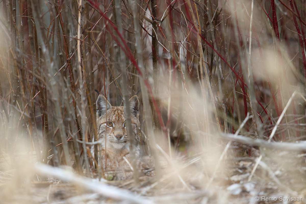ilves