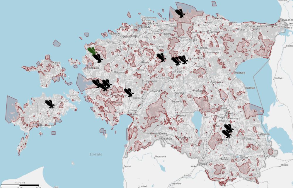 Kaardi Eesti teadaolevatest raisakotka vaatlused (2024. a maikuu vaatlust tähistatud rohelisega); punasega tähistatud kaitsealad