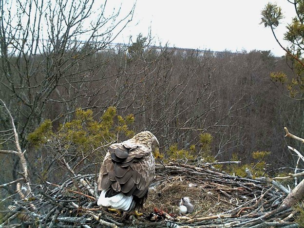 24.04.2013 Illimar on koorunud, peagi küsib ta juba süüa (veebikaamera foto) 