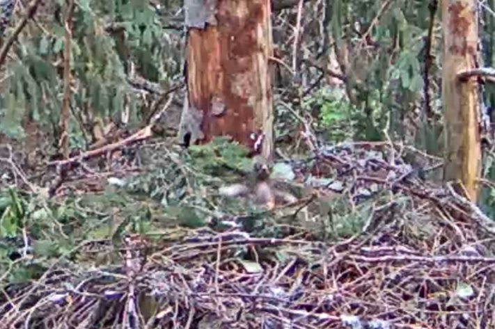 Nii näeme kotkapoega küll uduselt, aga natuke lähemalt…