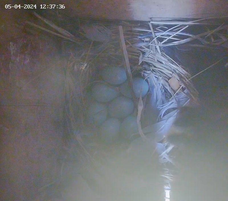 On Saturday morning, there were seven eggs in the nest box, just like last year