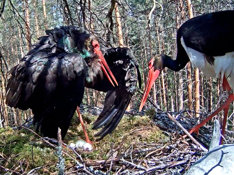 Läti must-toonekurg 0FAF otsib  endale pesitsusterritooriumi. Hauduv emalind Kati tõrjub võõra minema. Kus OFAF sobiliku pesakoha leiab, seda me võib-olla teada ei saa. Aga on võimalik, et me näeme teda tulevikus veel siin pesas (video vaatamiseks kõpsa pildil, video salvestas foorumi liige Mary Jane)