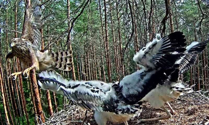Kaks allesjäänud poega pidid veel korduvalt tõrjuma kanakulli rünnakuid, aga said sellega hästi hakkama.