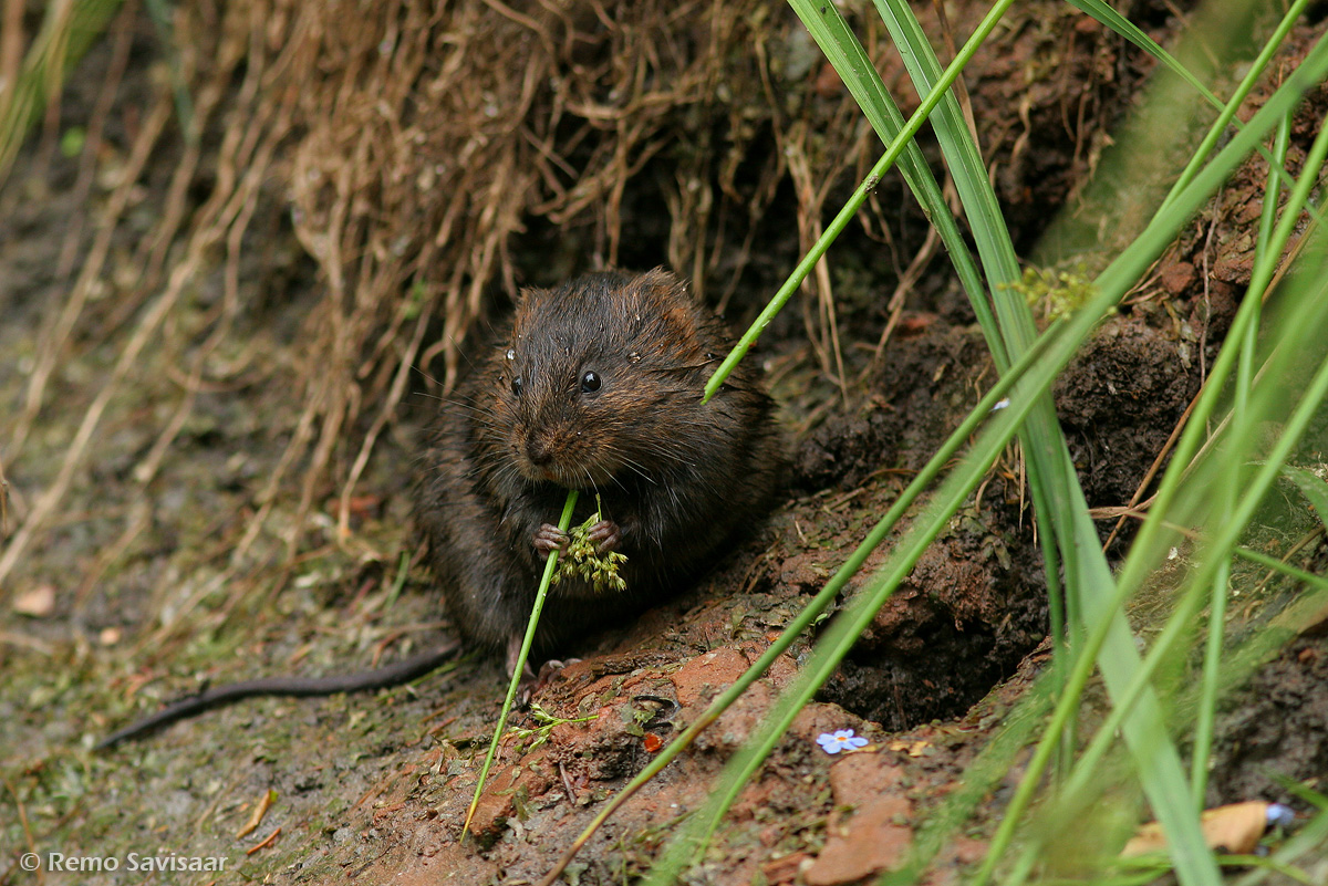mügri