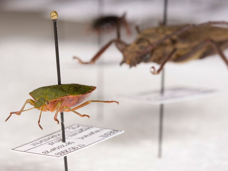 Loodusmuuseumi entomoloogilise kogu näidis