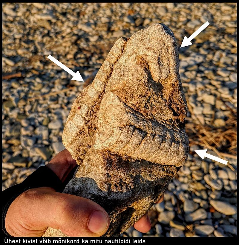 nautiloidid