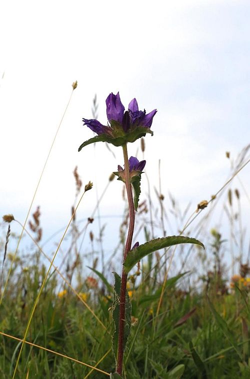 Kevadised käpalised on juba ammu ära õitsenud, harilik hiirehernes (Vicia cracca) ja ojamõõl (Geum rivale) lõpetamas, harilikul robirohul on õitsemise tippaeg.  