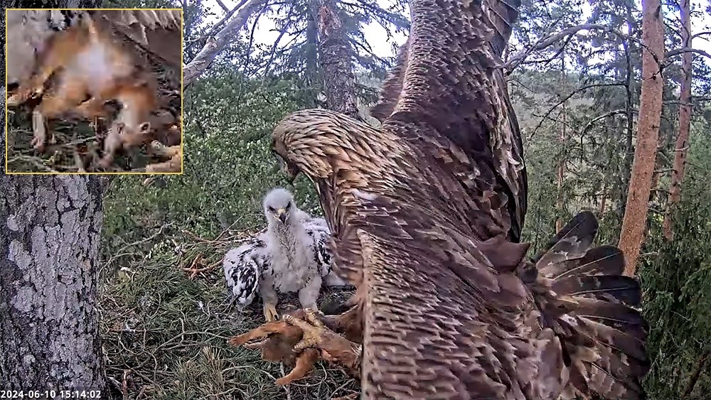 Emaslind on püüdnud ja pesale toonud orava