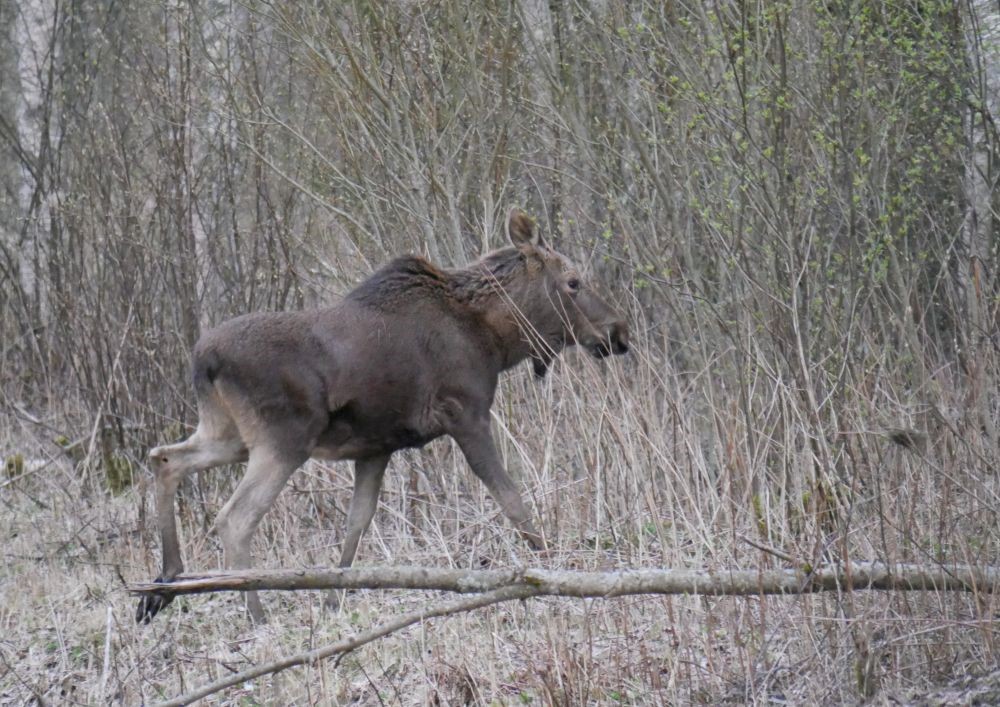 Kõhutäie saab ikka veel võsast