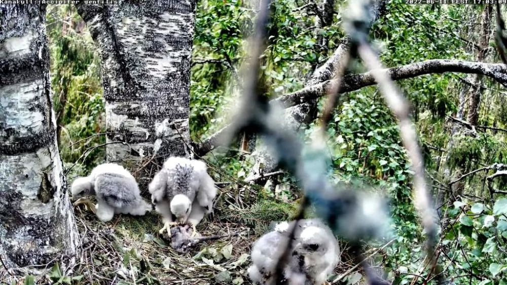 Esimesena saab isaslinnu poolt pesale puistaud saagi tugevaim noorlind ja järgmised ootavad eemale pöördunult oma järjekorda