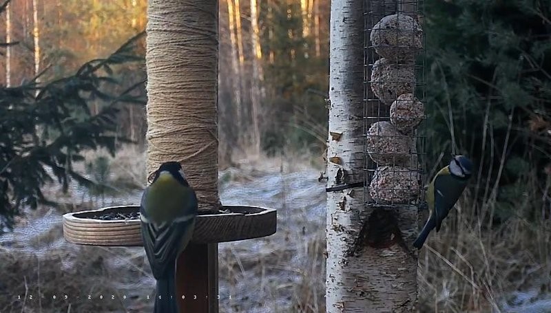 Eile tutvustasime rasvatihast, täna sinitihast
