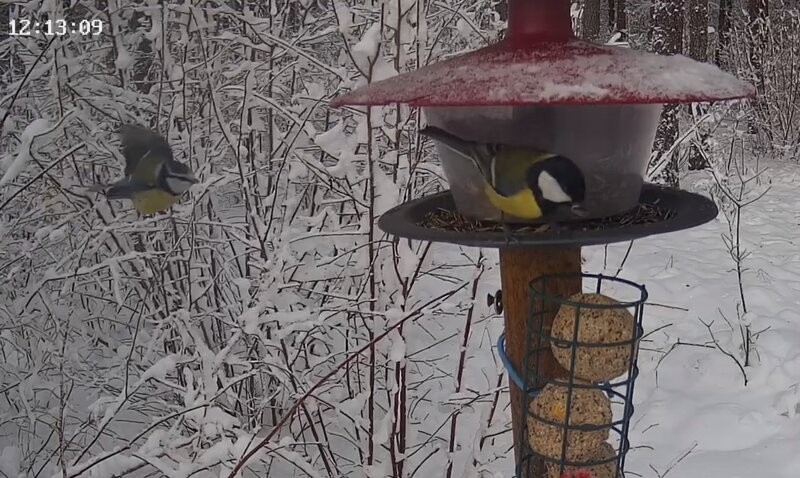 Winter Bird Camera 2025