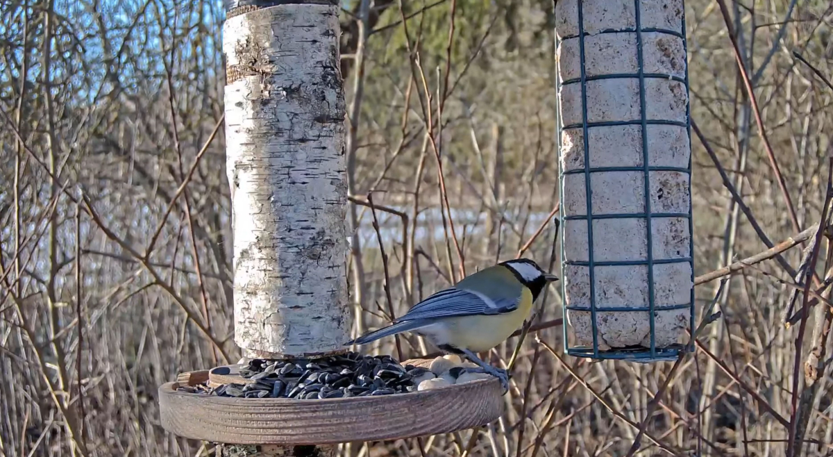Winter Bird Camera