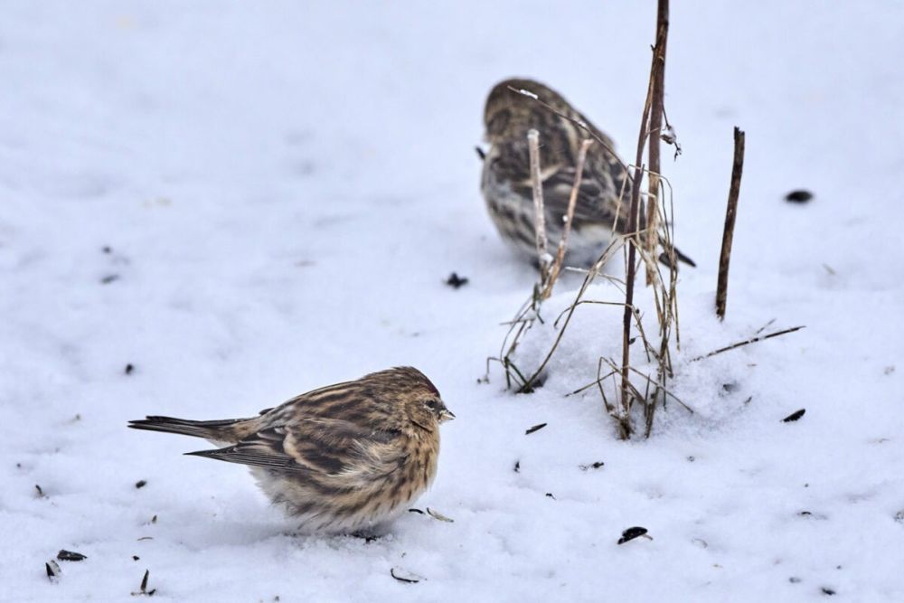 Klassikalisest urvalinnust (taamal) on lõuna-urvalind (esiplaanil) pisem ja pruunim, meenutades miniatuurset koduvarblase-emandat. Hele vööt tiival on lõuna-urvalinnul ähmane ja pruunikas. Otepääl, 4.01.2024
