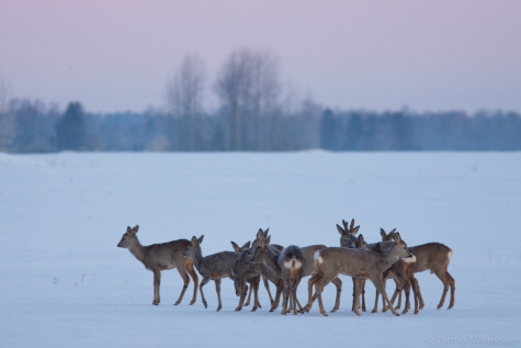 Ainult talvel näeme kitsedel valgeid sabapeegleid, suvel on need karvad ruuged. Foto: Tarmo Mikussaar