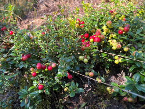 Pilt palumännikust