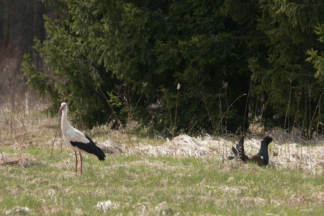 Metsis ja valge-toonekurg