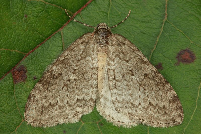 Male November moth