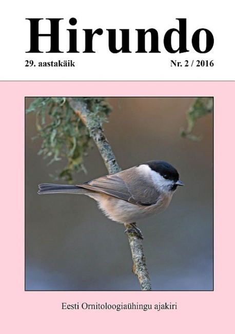 hirundo