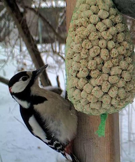 Great spotted woodpecker male
