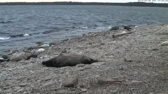 Seal bull guarding his ”harem”