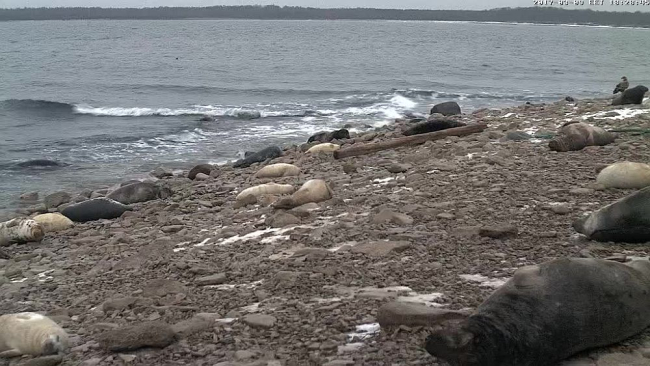 Pulmaaeg hakkab otsakorrale saama, vähemalt veebikaamera ees. Üks hülgemamma poega veel imetab.