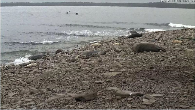 Seal counters arriving