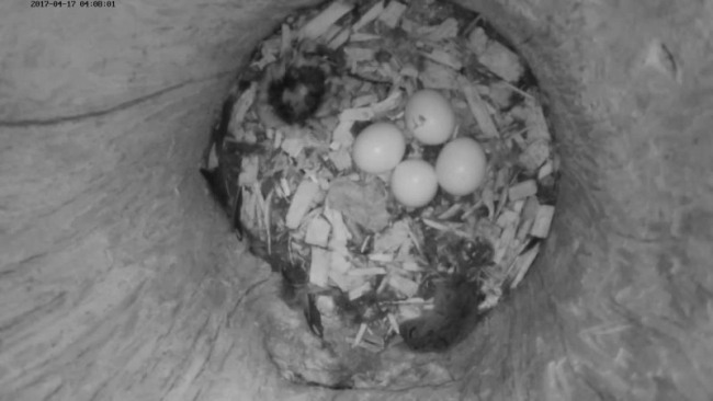 From the egg with ”holes”in it sounds could be heard late in the evening