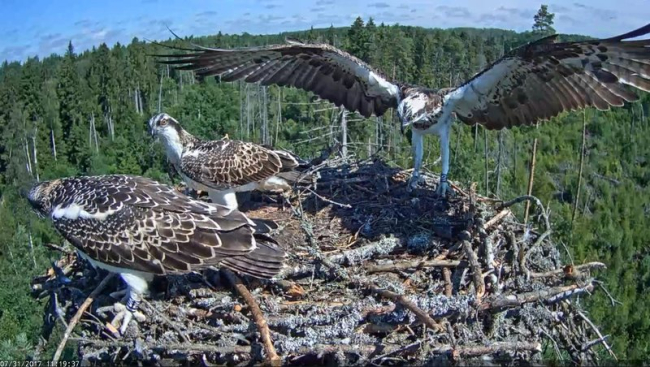 Hommikupoolikul söödi ja saaliti ringi…