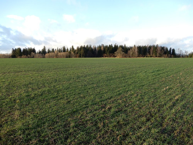 Üle Tormimetsa põllu paistab Tormi mets Mäemõisa voorel 17.11.2017.
