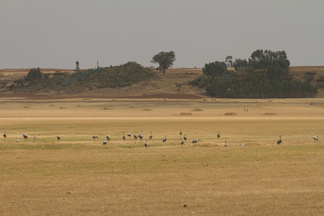 Cranes in wintering area