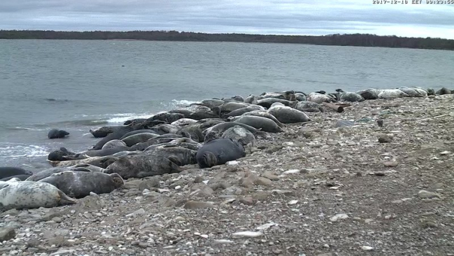 The seal rookery on December 18,  the last ”working day” of the camera