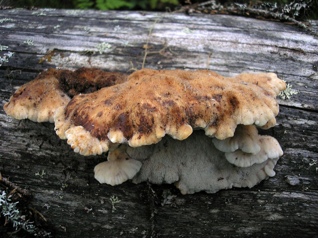 Poropoorik 