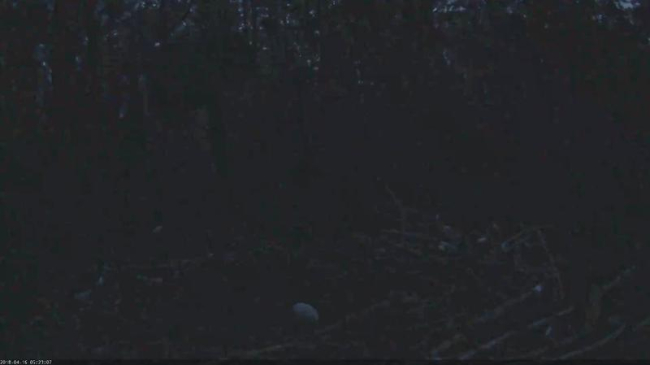 Kell on 5.15