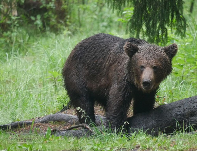 Oso pardo.