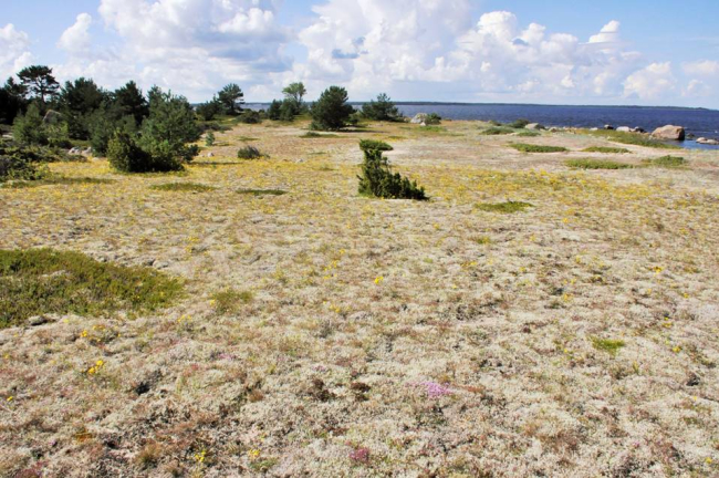 Mohni saare avatud kooslused pakuvad nii silmailu kui ka päikest vajavate liikide elupaika