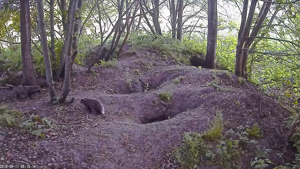Badger camera