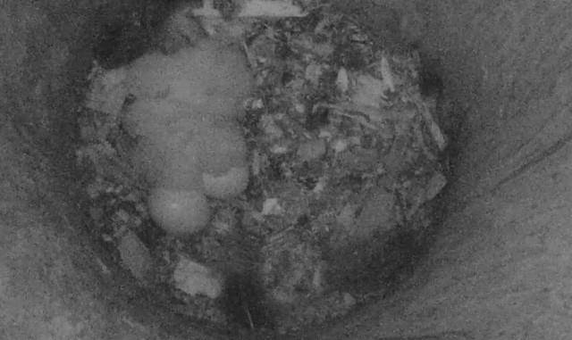 Three owl chicks and two eggs