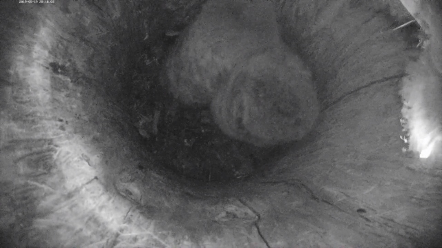The tail feathers of the largest owl chick are still visible at the opening of the nest trunk