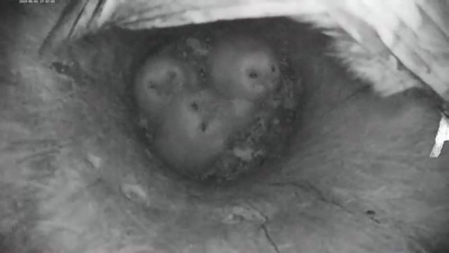 Four owl chicks in nest trunk