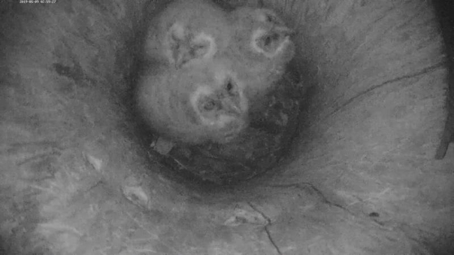 Three owl chicks left in the nest trunk hollow…