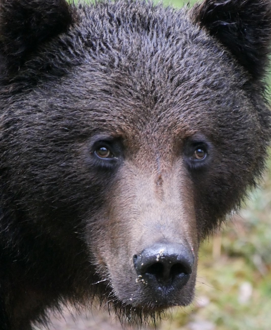Portree - karude nägemine pole kuigi hea, seevastu haistmine ülihea